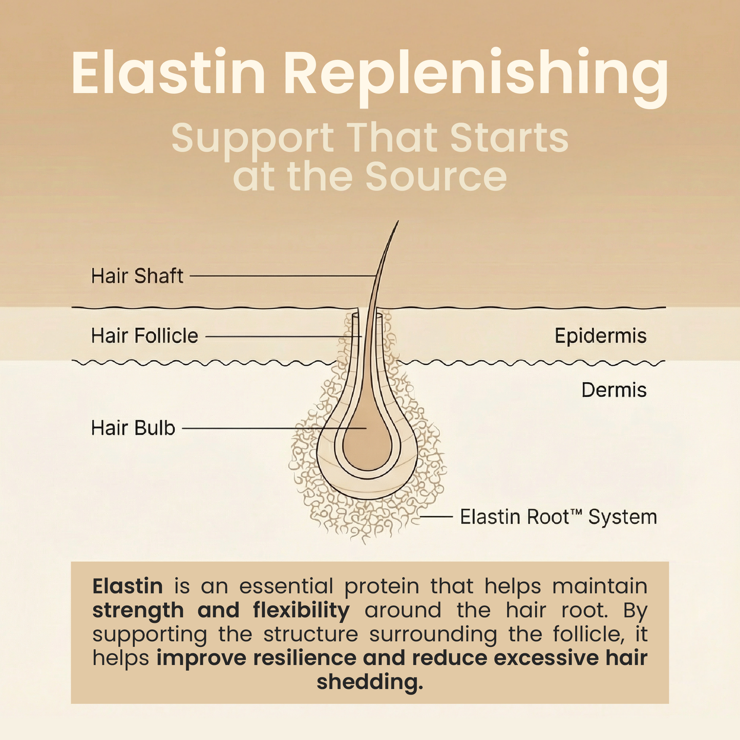 Kehyla Beauty - Eyebrow Growth Serum